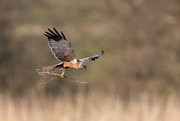 Kiekendief boven het riet met nestmateriaal van Inge van den Brande