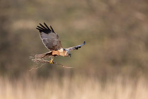 Kiekendief boven het riet met nestmateriaal