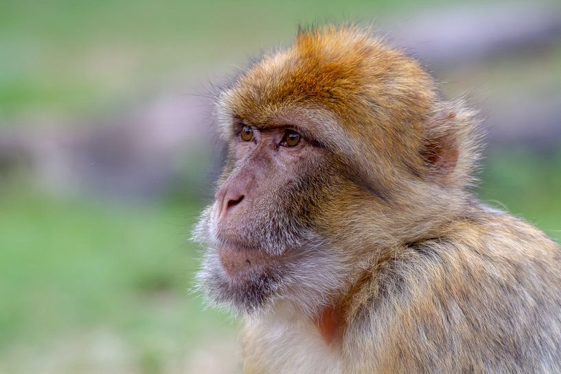 Berberaap kijkt naar zijn matties by Arnold van der Horst