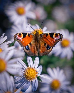 Vlinder op bloemen van Hans Huys