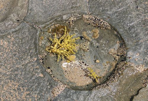 Gefährdete Meeresbewohner