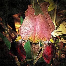 Bearded Iris Variety Indian Chief by Dorothy Berry-Lound