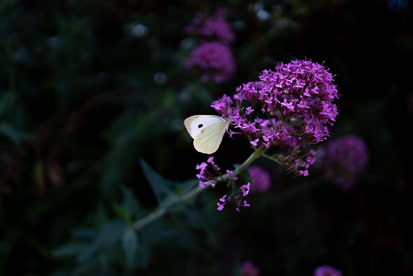 Contrast in nature Papillon à monchique par Christoph Rutenkolk Gallery