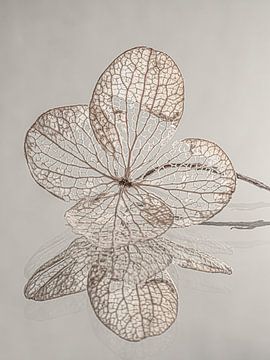 The hydrangea petal on a mirrored surface by Marjolijn van den Berg