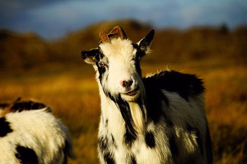 Une chèvre courageuse sur Schier
