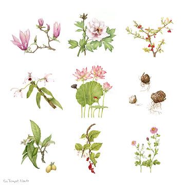 Collection de plantes asiatiques médicinales dans un tableau