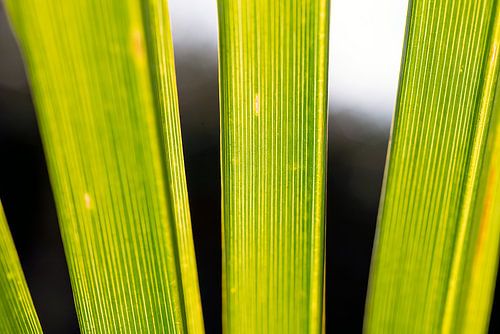 trachycarpus fortunei, palmboom bladeren
