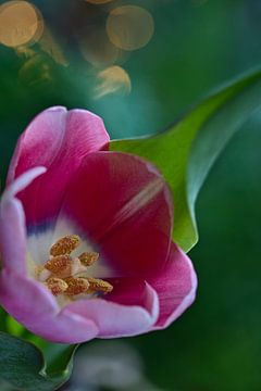 roze tulp met bokeh van Lindy Schenk-Smit