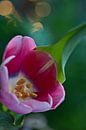 rosa Tulpe mit Bokeh von Lindy Schenk-Smit Miniaturansicht