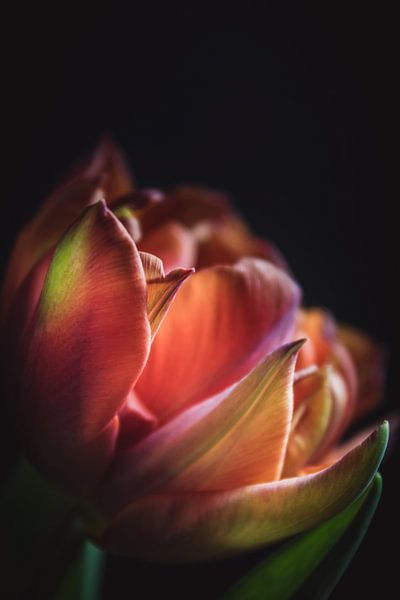 Colorful darkness by Sandra Hazes