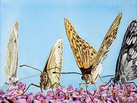 Des papillons sur le buddleia sur brushclicks