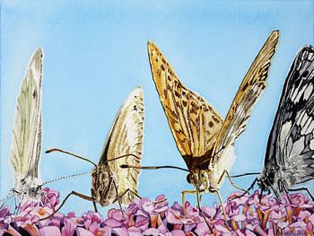 Butterflies feeding on summer lilac