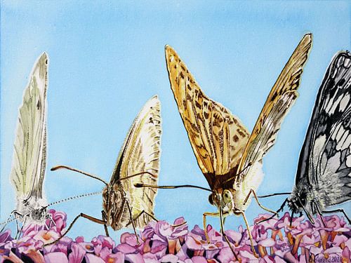 Schmetterlinge am Sommerflieder