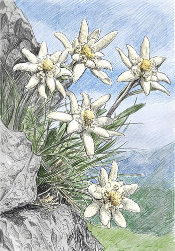 EDELWEISS KRABBELKUNST POTLOODTECHNIEK - METALEN POSTER