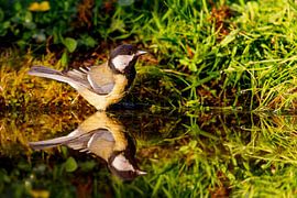 Kohlmeise (Parus major) von Dirk Rüter