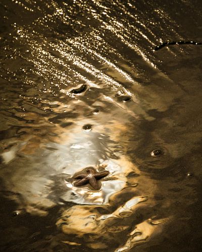 Zeester in gouden zonlicht