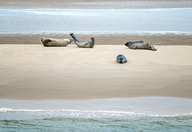 Siesta von Wad of Wonders