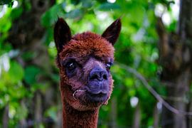 Alpaca met grassprietje von Michel Van Zanten