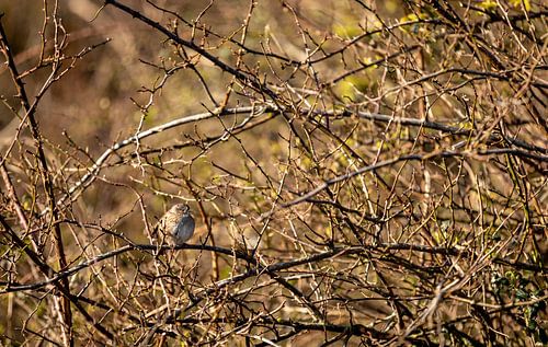 A sparrow sitting between the branches