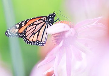 Monarch butterfly van Mark Zanderink