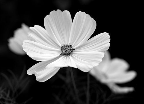Cosmea in black and white.
