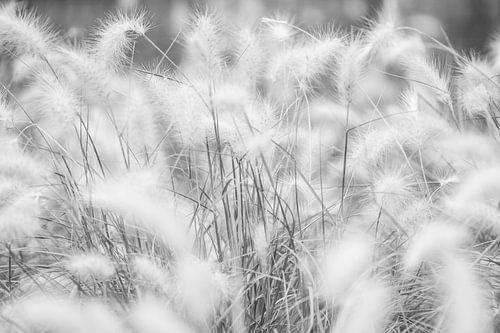 Zwart wit zacht dromen Gras