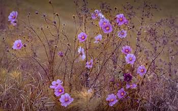 Fleurs sauvages