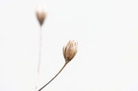 Natur im Winter