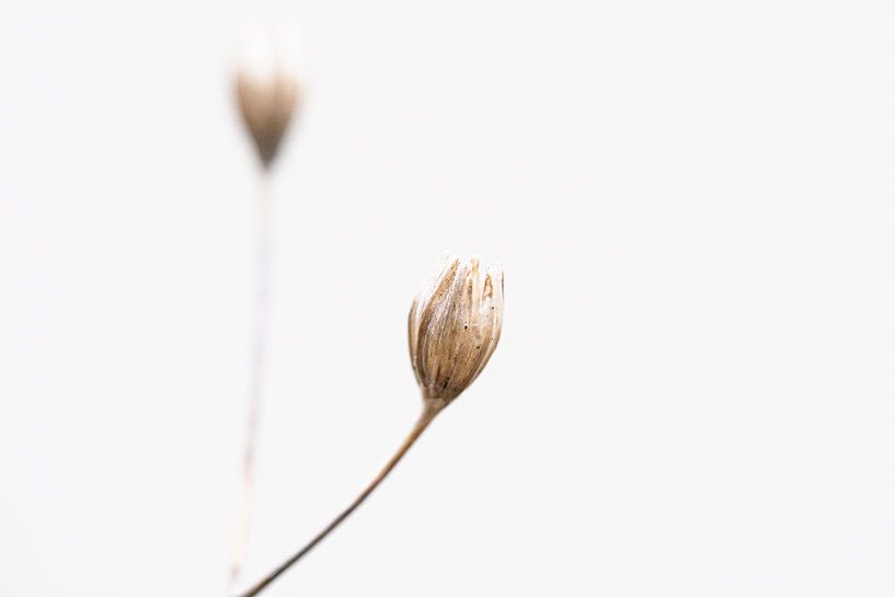 Nature in winter by Nadia Feys