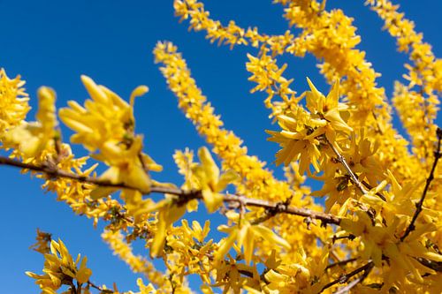 gele forsythia bloemen in de lente met zicht in de blauwe lucht