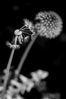 Paardenbloemen