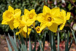 Daffodils (Narcissus) by Alexander Ludwig