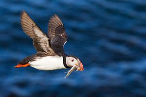 Puffin van Eriks Photoshop by Erik Heuver