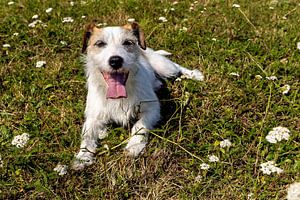 Ein Jack Russel Terrier