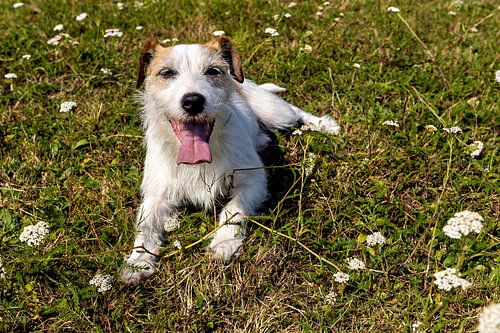 Ein Jack Russel Terrier von Roland Brack