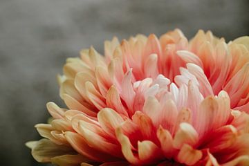 Close-up van een Geel Roze Bloem van Crystal Clear