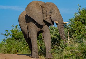 Eléphant dans la réserve naturelle du parc national de Hluhluwe, Afrique du Sud sur SHDrohnenfly