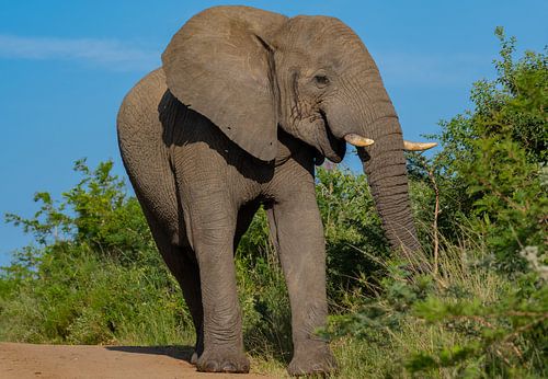 Elefant im Naturreservat Hluhluwe Nationalpark Südafrika