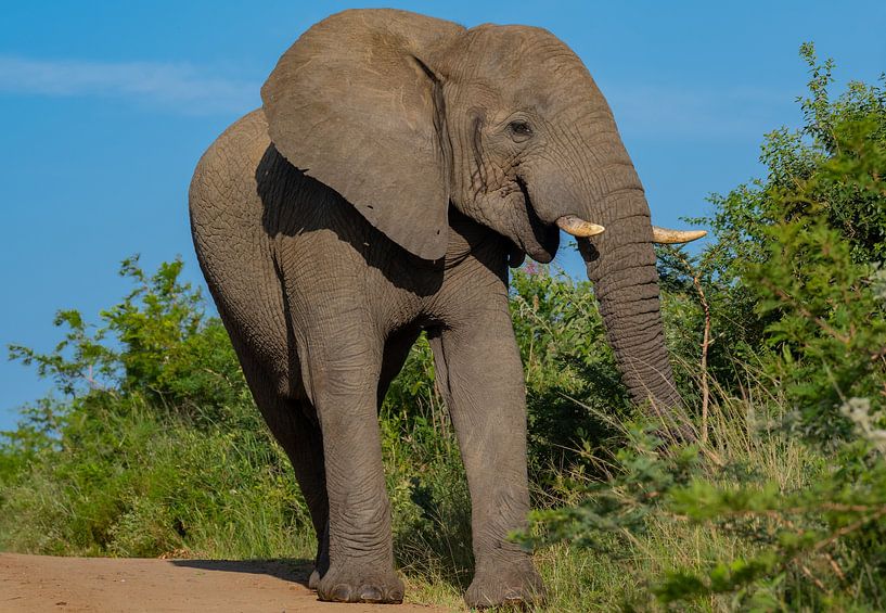 Eléphant dans la réserve naturelle du parc national de Hluhluwe, Afrique du Sud par SHDrohnenfly