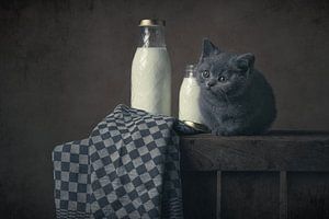 Milch und Kätzchen