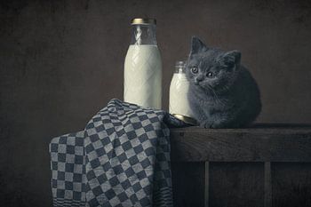 Melk en kitten