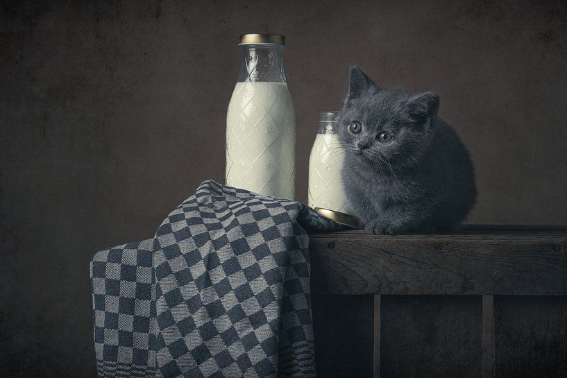 Milk and kitten by Elles Rijsdijk