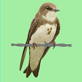 Shore swallow on barbed wire by Volwater