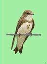 Shore swallow on barbed wire by Volwater thumbnail