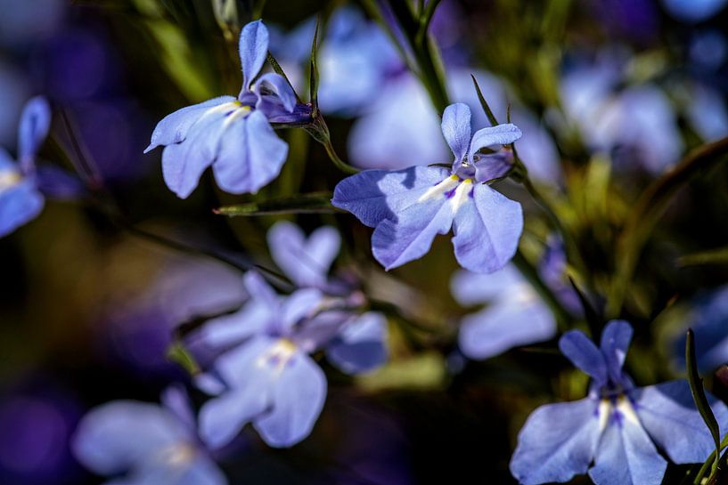 Lobelia by Rob Boon