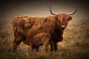 Scottish highlander with drinking calf