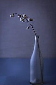 bouteille avec branche