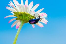 Een Blauw Muntgoudhaantje op een Madeliefje van Stephan Jansson