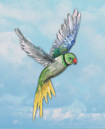 Alexandrine parakeet