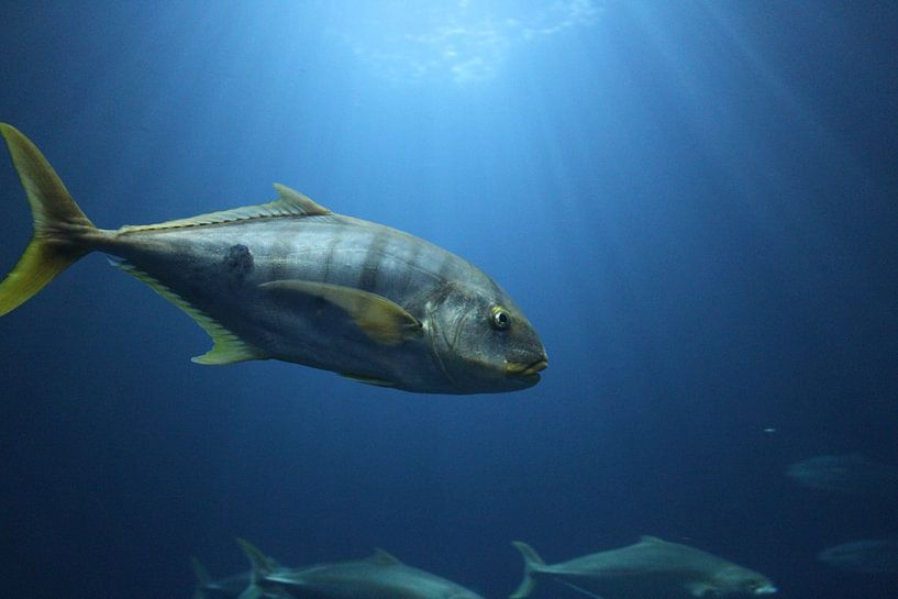 fish by Jop Fotografie